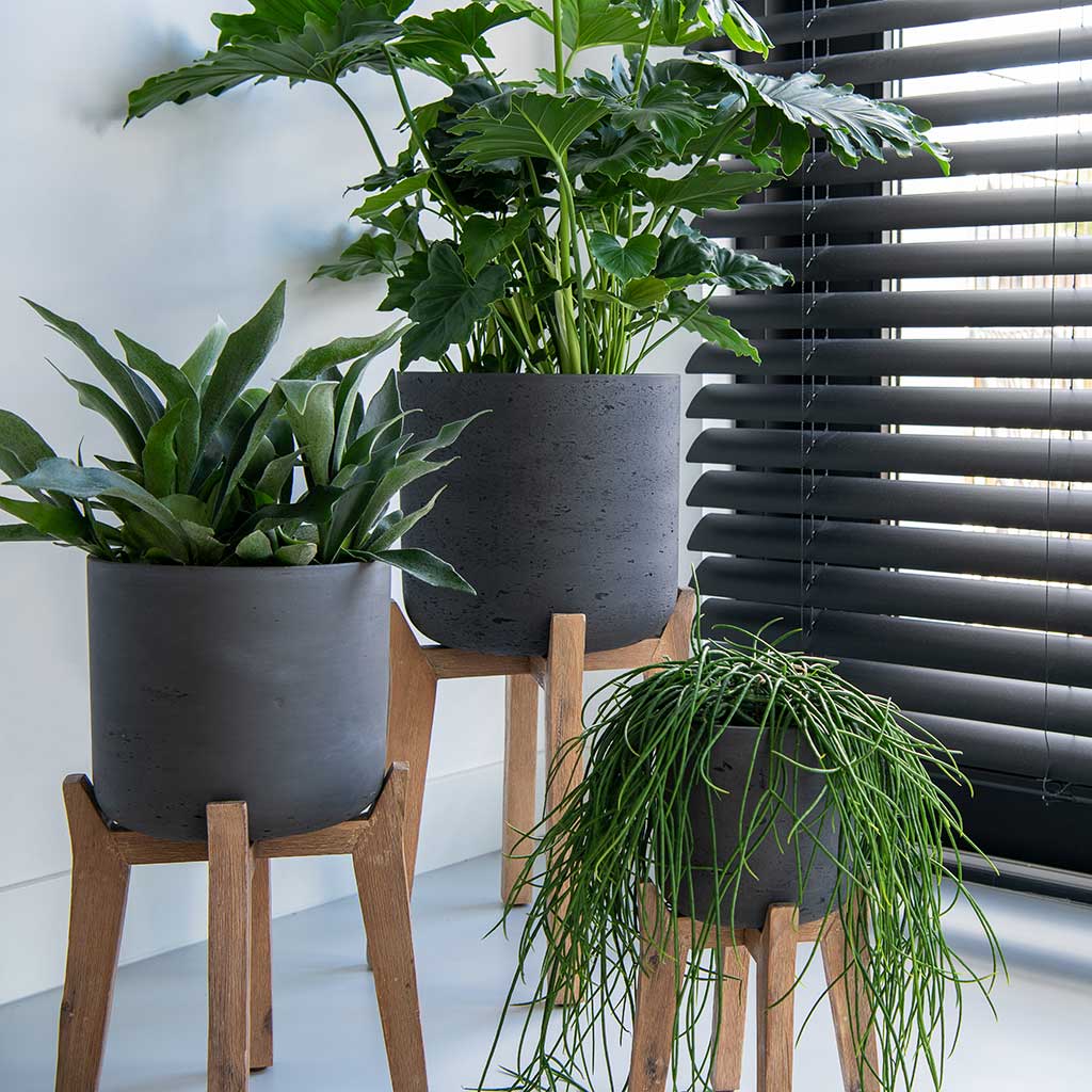 https://cdn.shopify.com/s/files/1/1706/1307/products/Charlie-Plant-Pot-Tall-Stand-Black-Washed-Lifestyle-01_1600x.jpg?v=1631698999