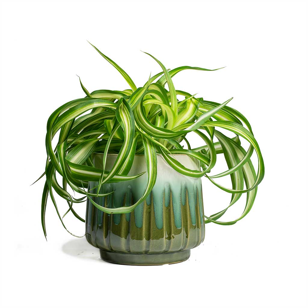 Chlorophytum Bonnie - Curly Spider Plant