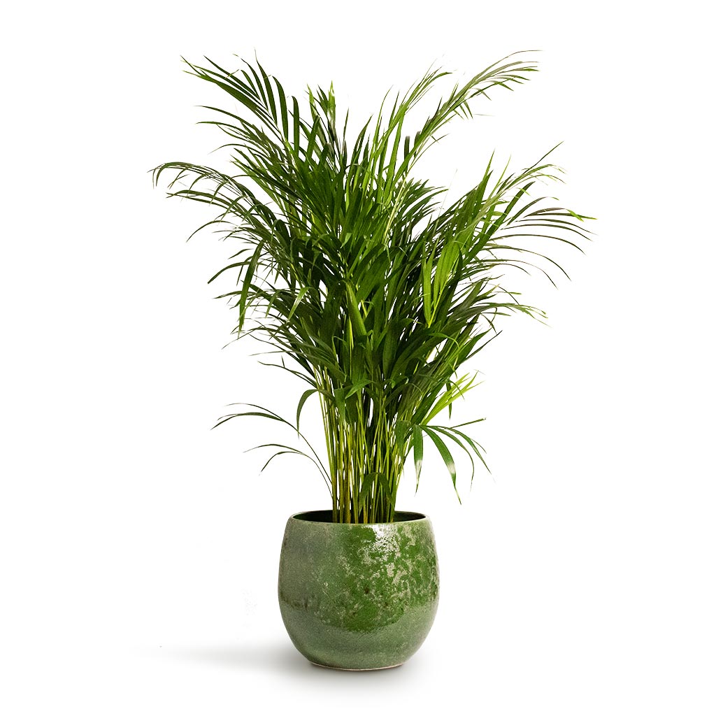 Areca Palm Houseplant in Aimee Plant Pot