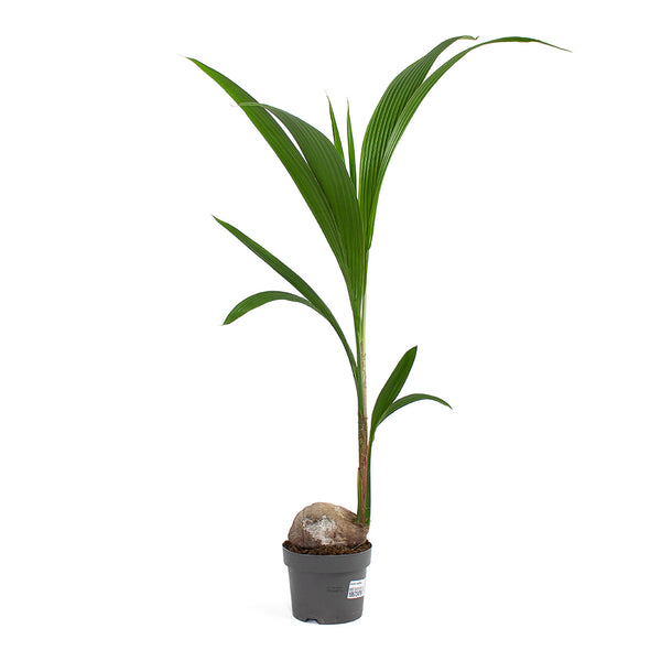 Cocos nucifera - Coconut Palm Tree - Quality Houseplants | Hortology