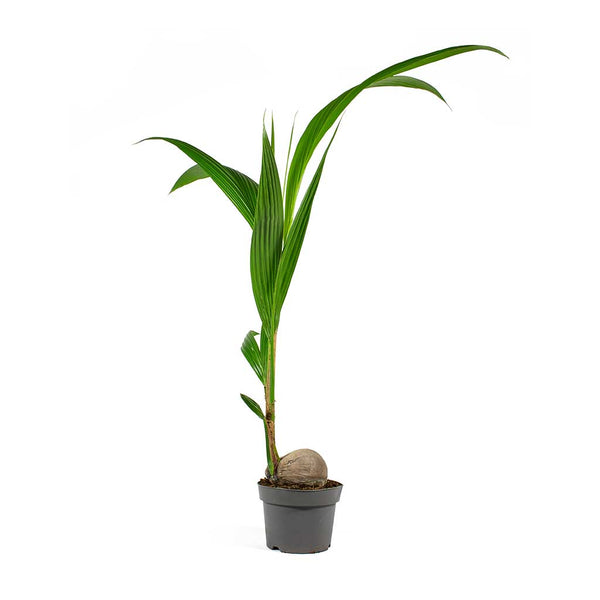 Cocos nucifera - Coconut Palm Tree - Quality Houseplants | Hortology