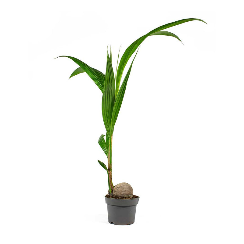 Cocos nucifera - Coconut Palm Tree - Quality Houseplants | Hortology