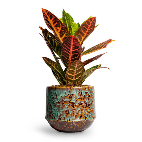 Croton Indoor Plant