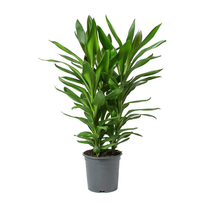 Cordyline fruticosa Glauca - Green Ti Plant - Purify Your Air - Hortology