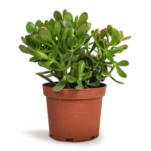 Crassula ovata Succulents - Jade Plant - Money Plant - Hortology