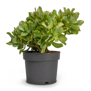 Crassula ovata Undulata - Curly Jade Plant - Succulents - Hortology