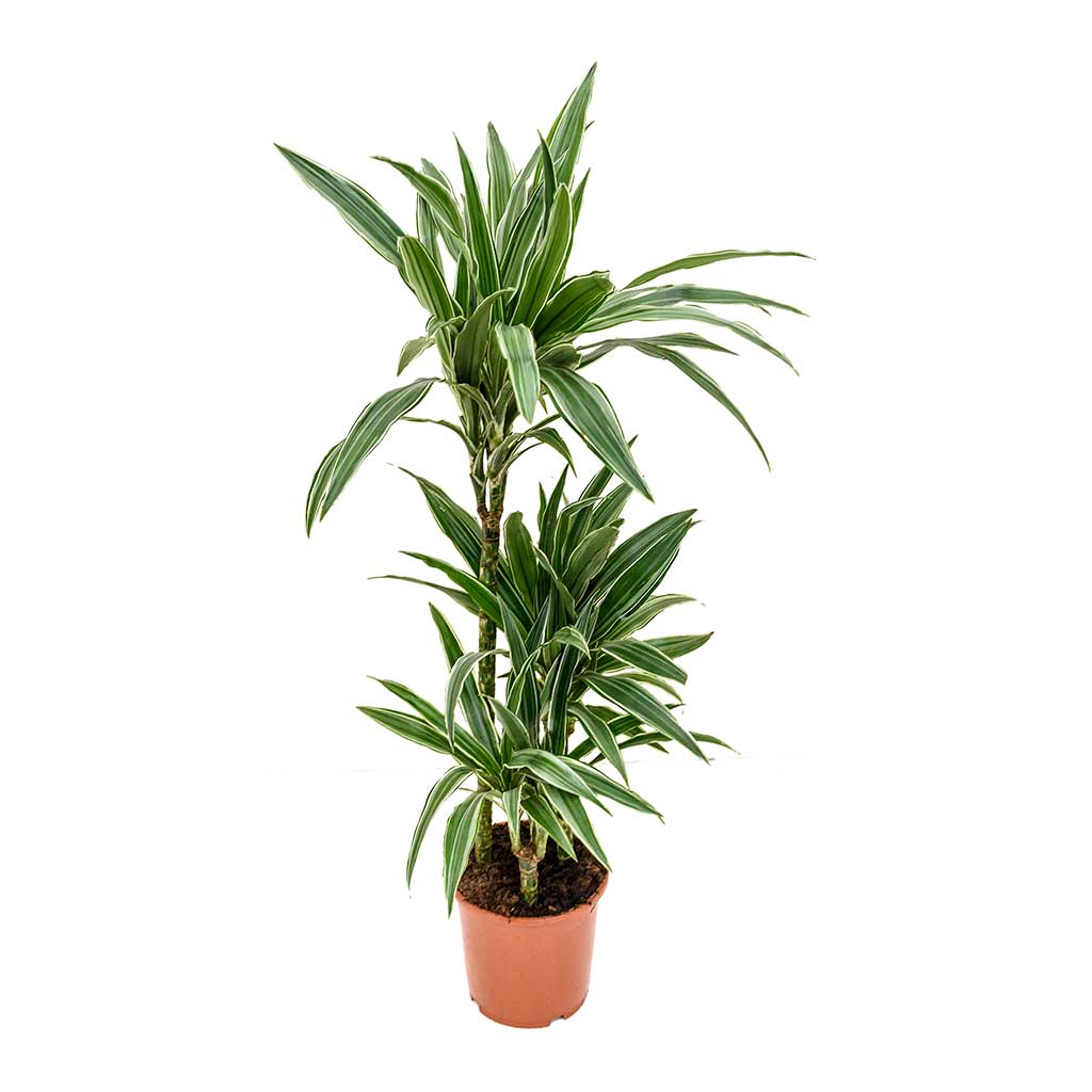 Plantas decorativas de interior: Dracena Deremensis