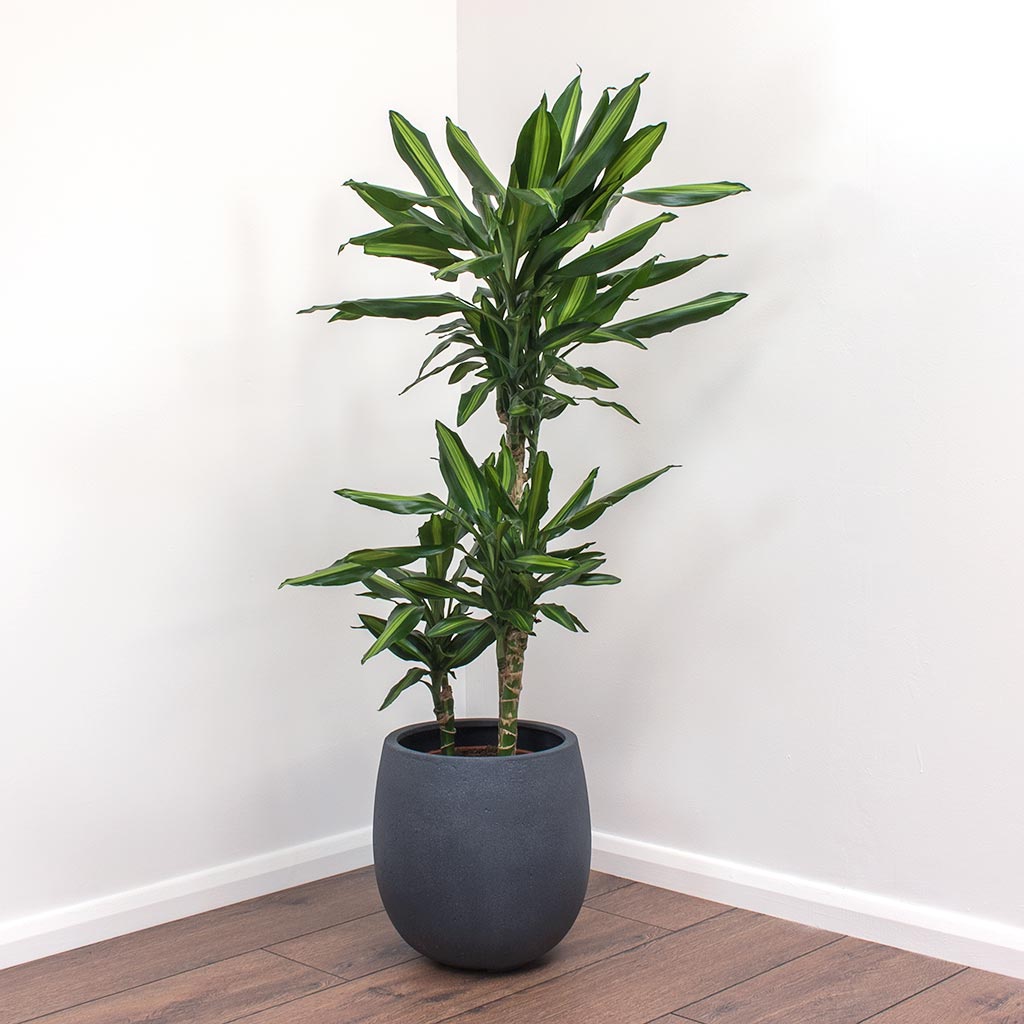 Dracaena fragrans Cintho - Multi Stems - Purify Your Air - Hortology