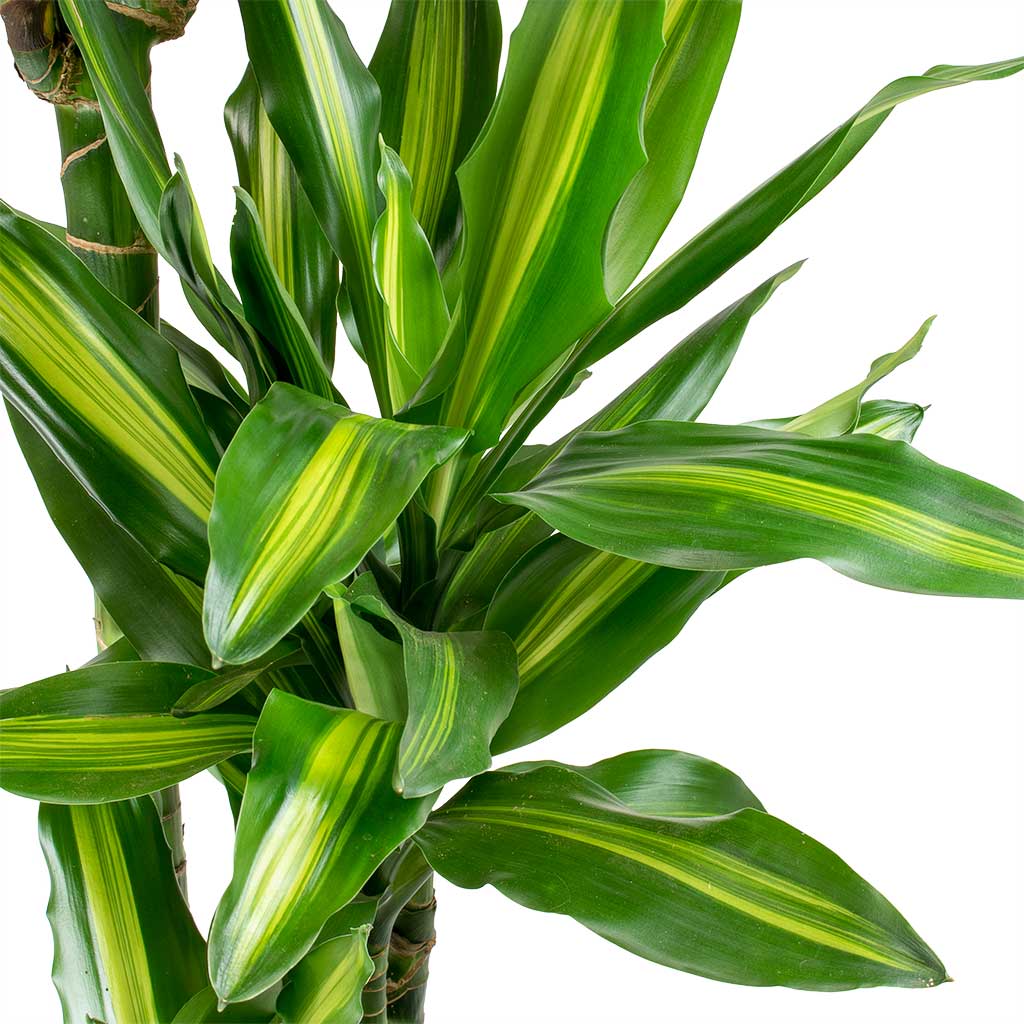 Dracaena fragrans Cintho - Multi Stems - Purify Your Air - Hortology