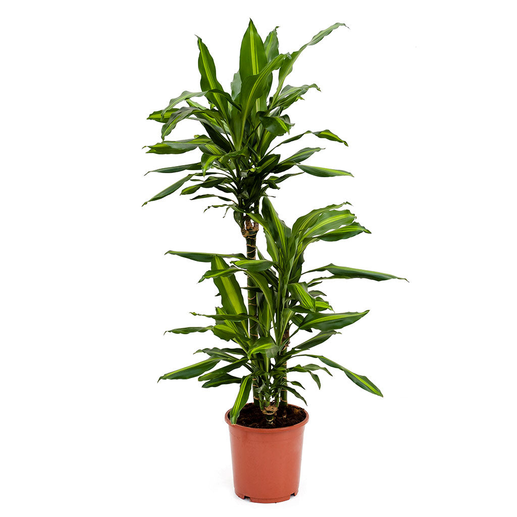 Image result for Dracaena