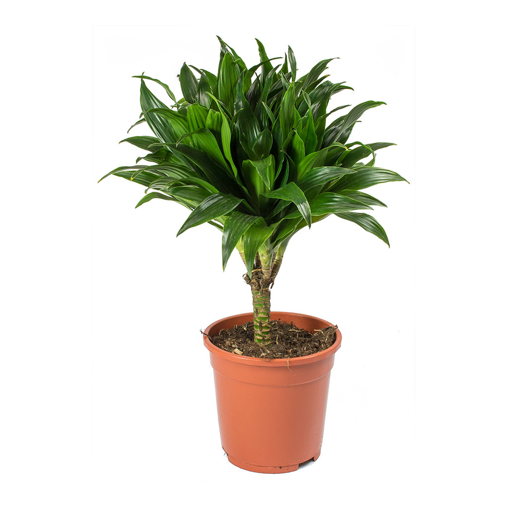 Dracaena fragrans compacta