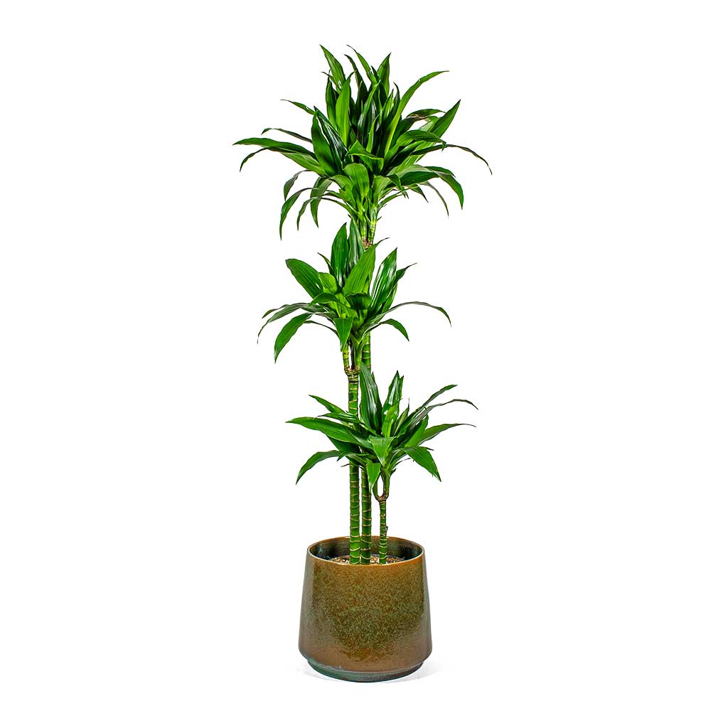 Dracaena fragrans Janet Craig - Purify Your Air - Hortology