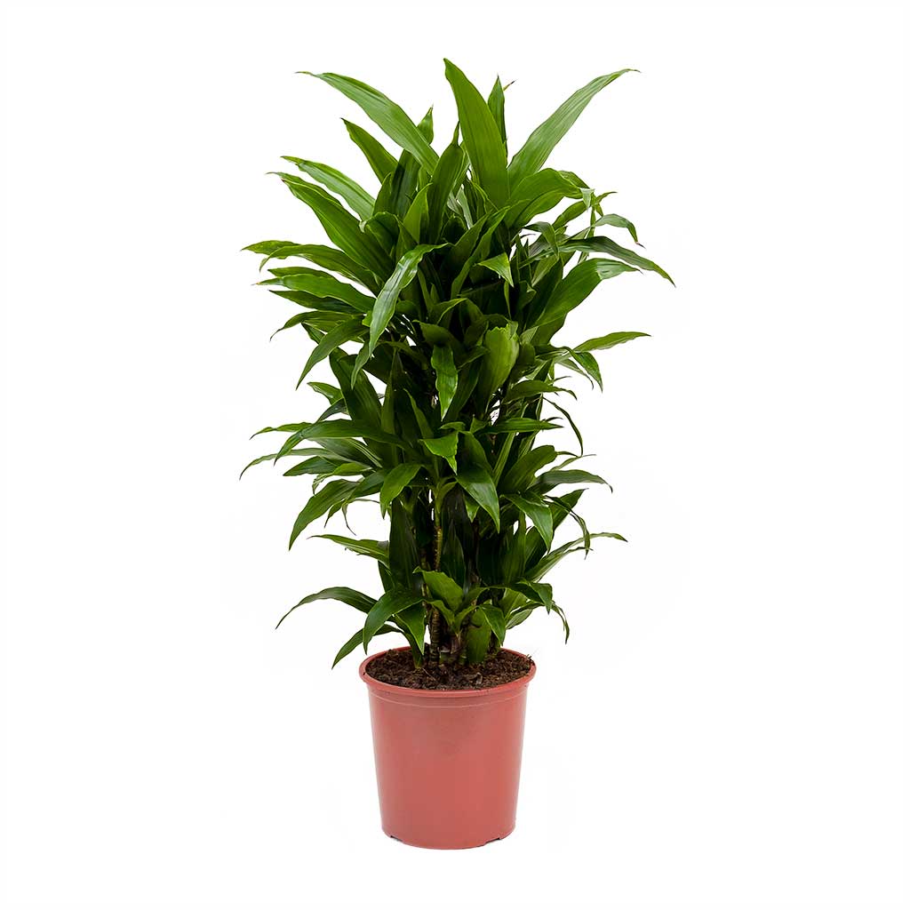 dracaena janet craig plant