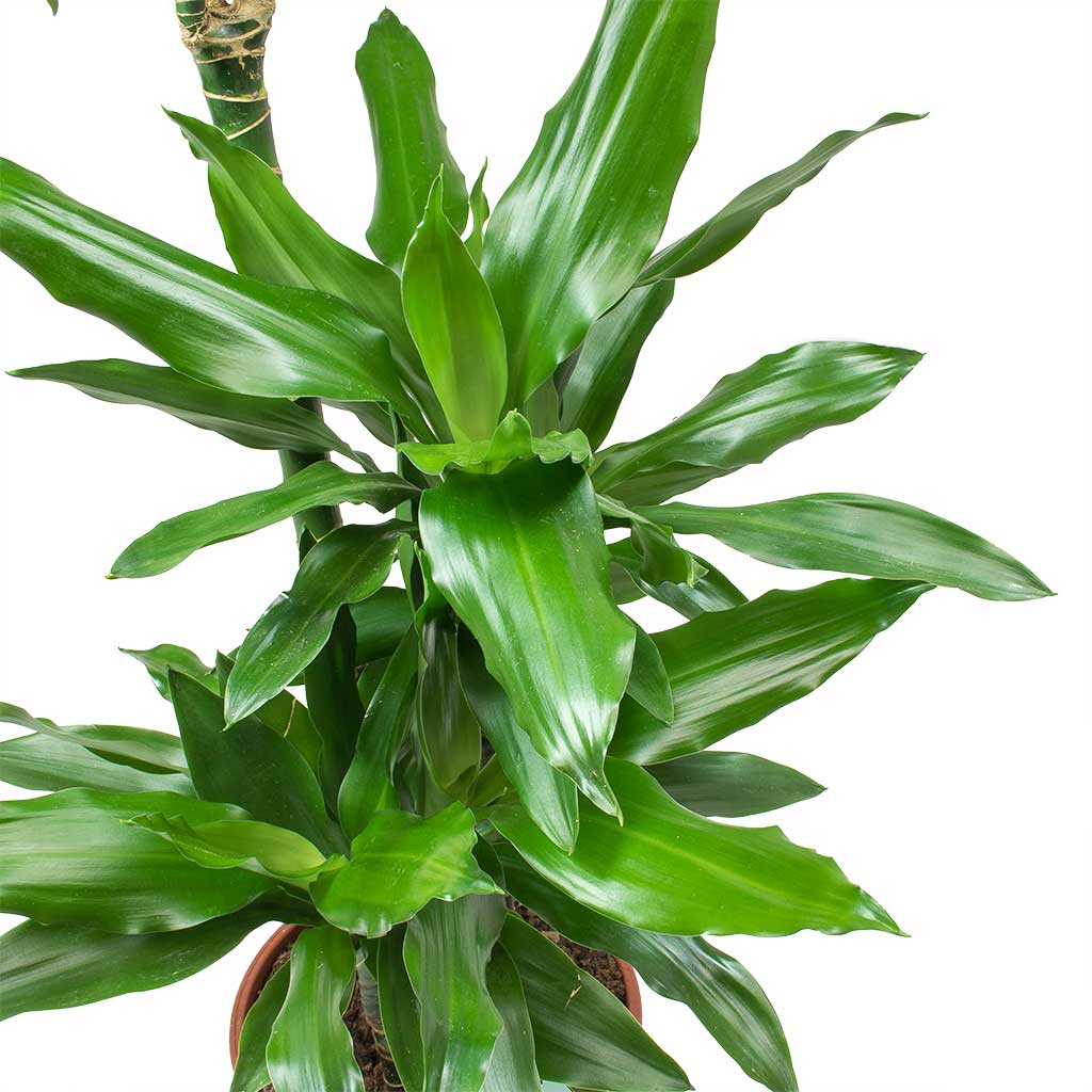 Dracaena