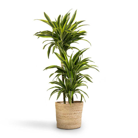 Dracaena fragrans Lemon Lime