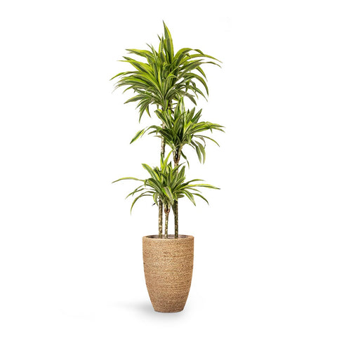 Dracaena Houseplants - Dragon Trees