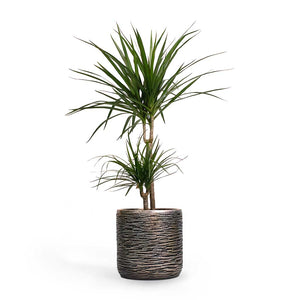 Dracaena marginata - Red Edged Dragon Tree - Hortology