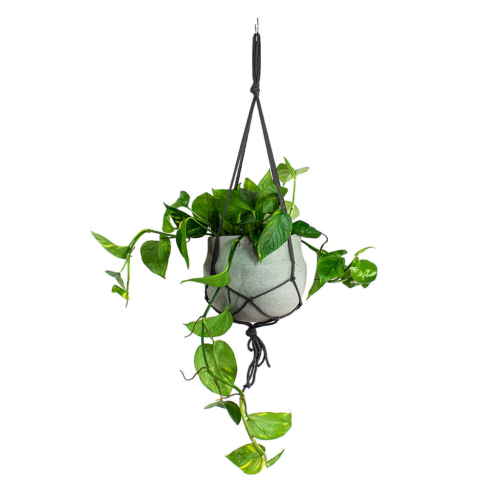 Golden Pothos with Hans Plant Pot