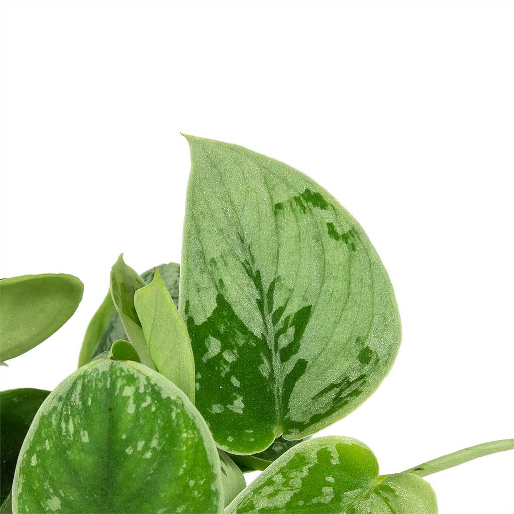 Silver Satin Pothos - 13cm – Happy Roots