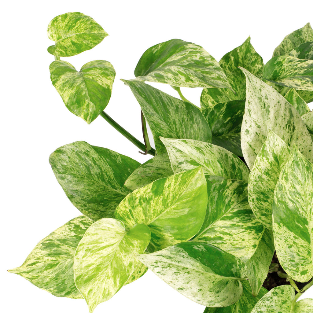 Pothos Pole Plant 14Inches Pot Epipremnum Aureum Plant Moss Pole Potho –  NNplant