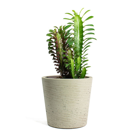 Euphorbia – Desert Cactus