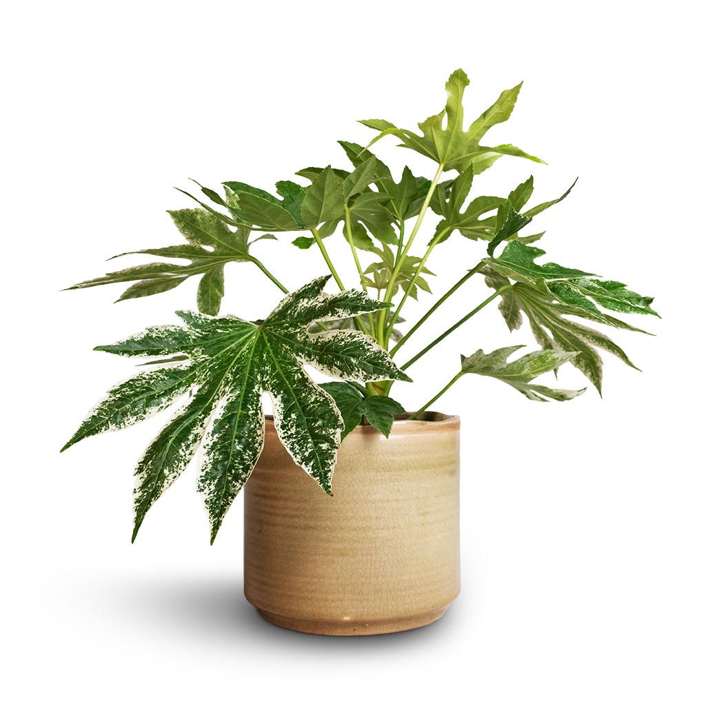 Fatsia japonica - Variegated Japanese Aralia - Quality Houseplants |  Hortology