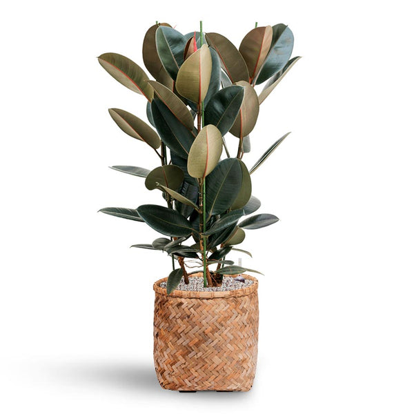 Zayn Bamboo Planter - Quality Planters | Hortology