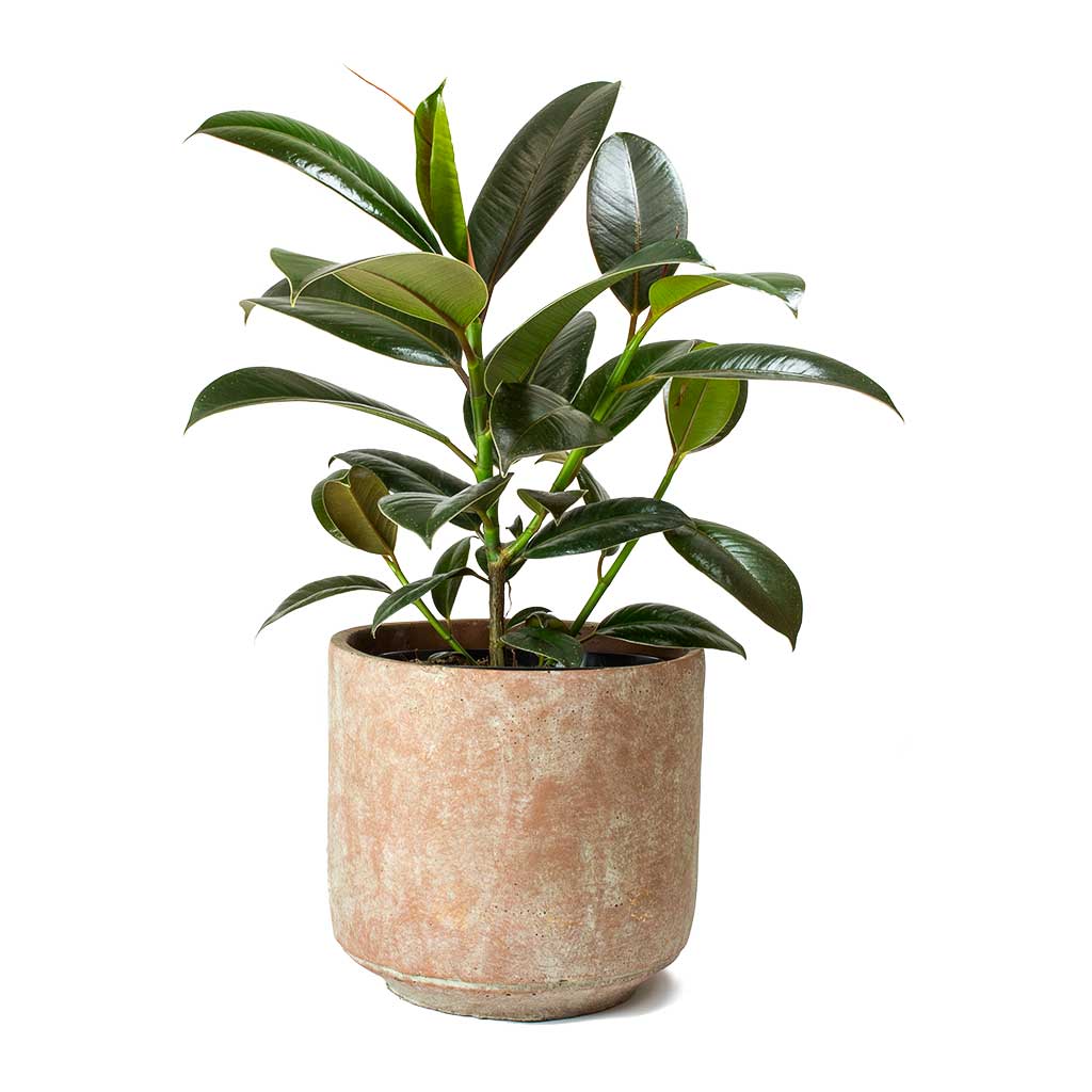 Saar Plant Pot - Terra Red Cement - Handmade Plant Pots - Hortology