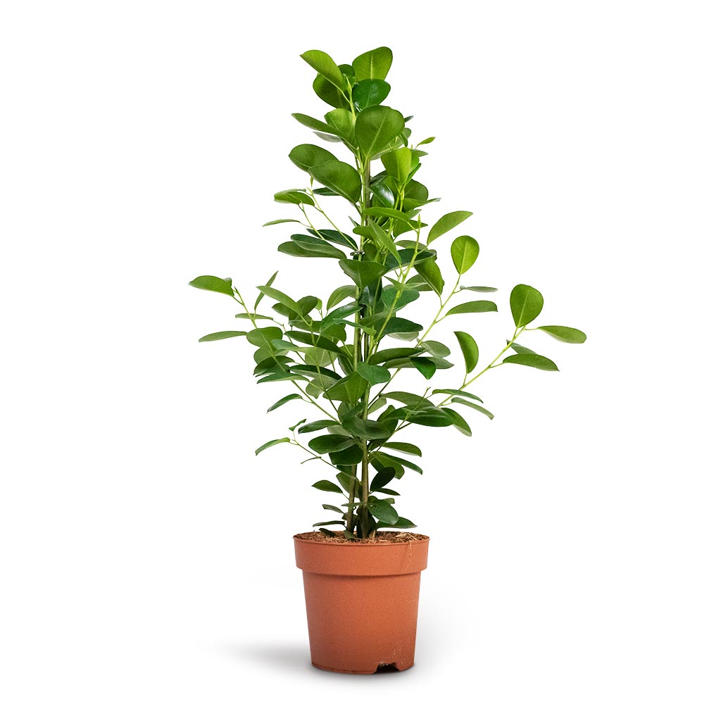 Ficus microcarpa Moclame - Indian Laurel - Indoor Plants - Hortology