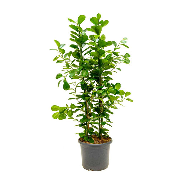 Ficus moclame