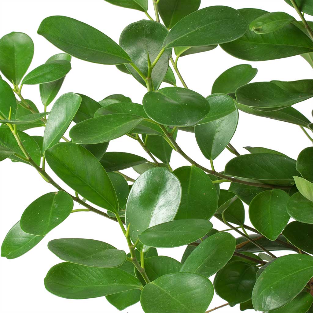 Ficus Microcarpa Moclame Indian Laurel Indoor Plants Hortology