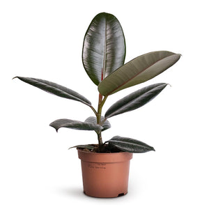 Ficus elastica Abidjan - Burgundy Rubber Plant - Houseplants Hortology