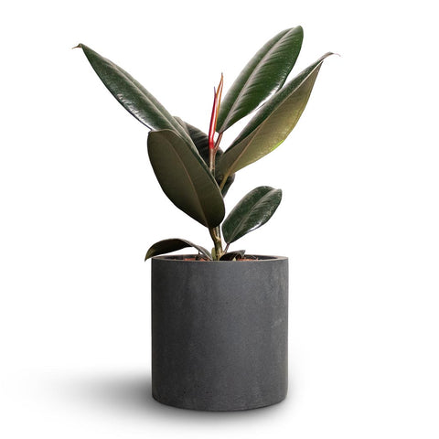 Ficus Elastica - Rubber Plants