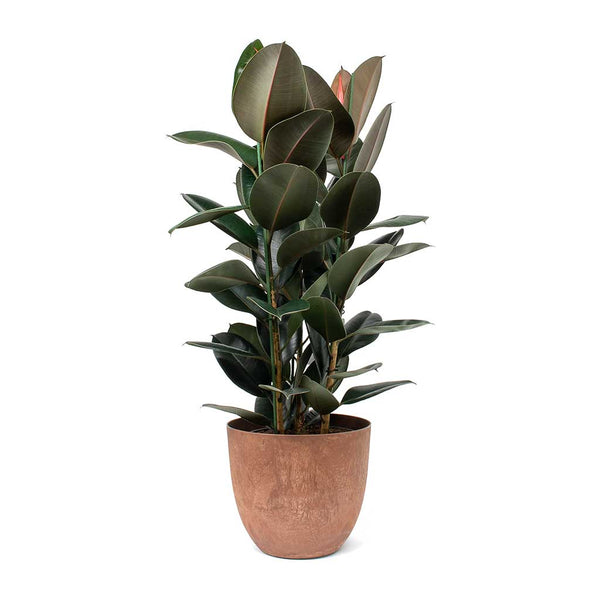 Ficus elastica Abidjan - Rubber Plant - Indoor Plants - Hortology