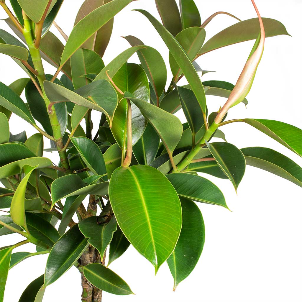 Ficus elastica 'Melany' - Rubber Tree (4.5 Pot)