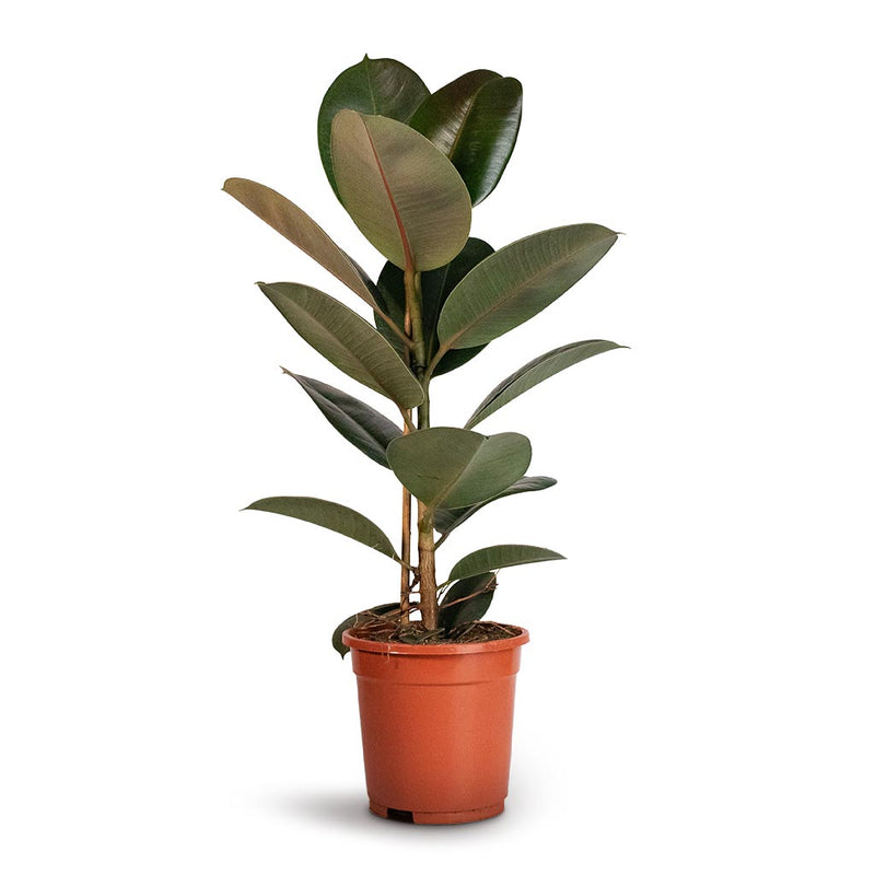 Ficus elastica Robusta - Rubber Plant - House Plants - Hortology