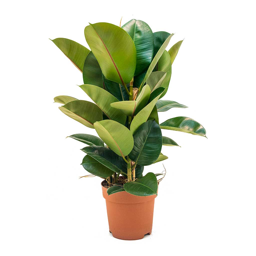 Ficus Elastica Robusta - www.inf-inet.com