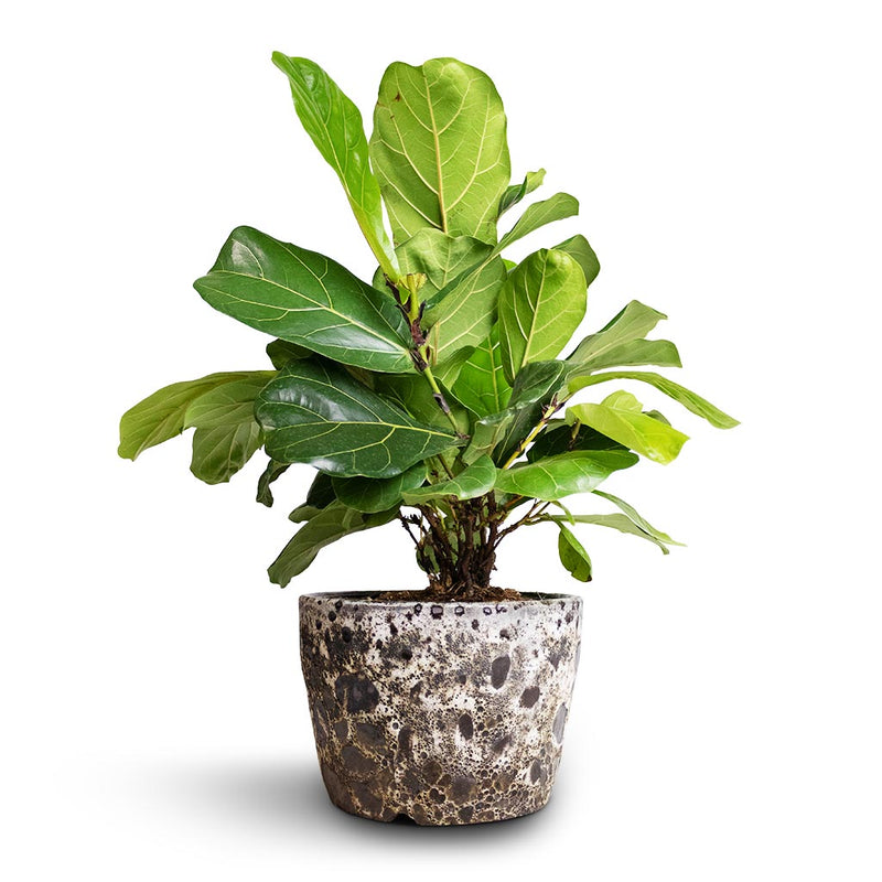 Ficus lyrata Bambino - Dwarf Fiddle Leaf Fig - Hortology