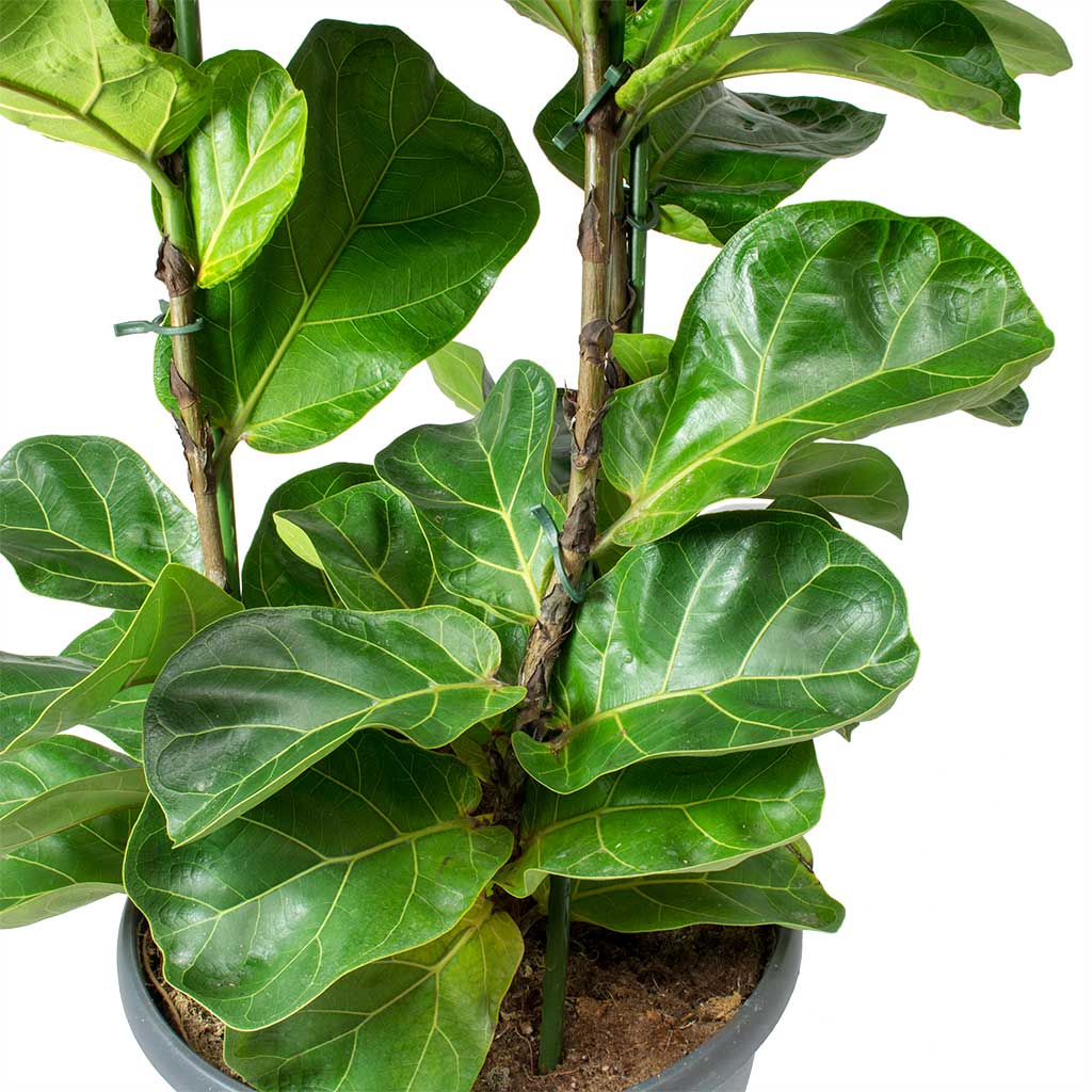 Ficus lyrata Bambino - Dwarf Fiddle Leaf Fig - Hortology