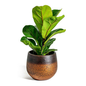 Mya Plant Pot - Shiny Mocha - Quality Plant Pots | Hortology