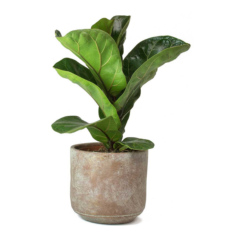 Saar Plant Pot - Terra Red Cement - Handmade Plant Pots - Hortology