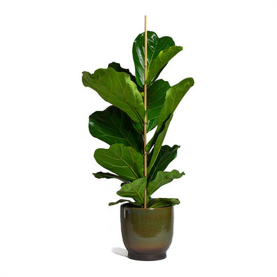 Ficus lyrata - Fiddle Leaf Fig - Purify Your Air - Hortology