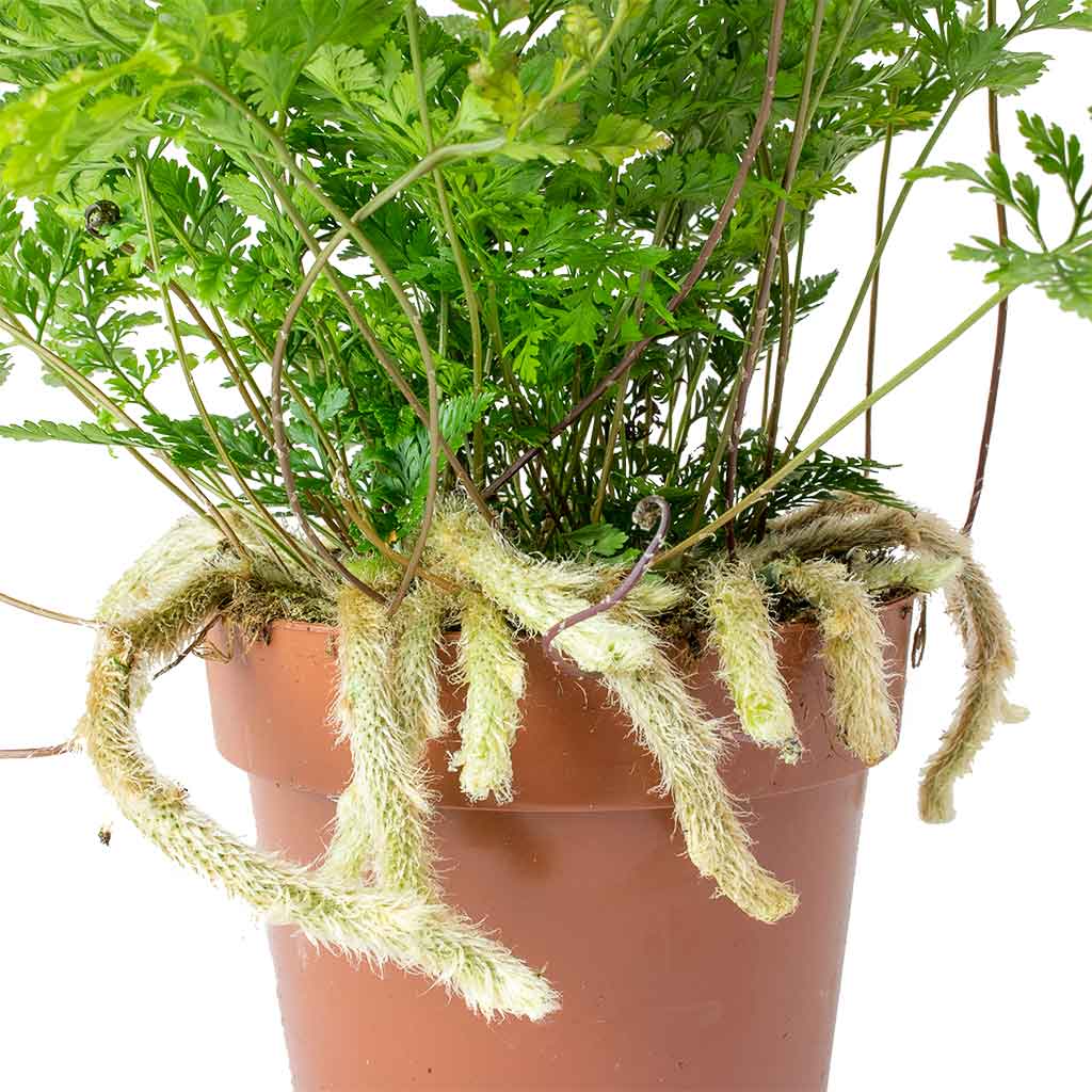 Humata tyermannii - White Rabbit's Foot Fern - Hortology