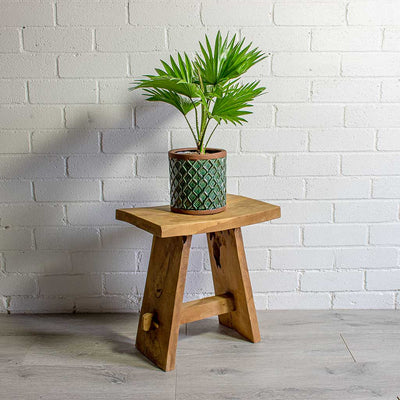 Livistona rotundifolia - Footstool Palm - Purify Your Air - Hortology