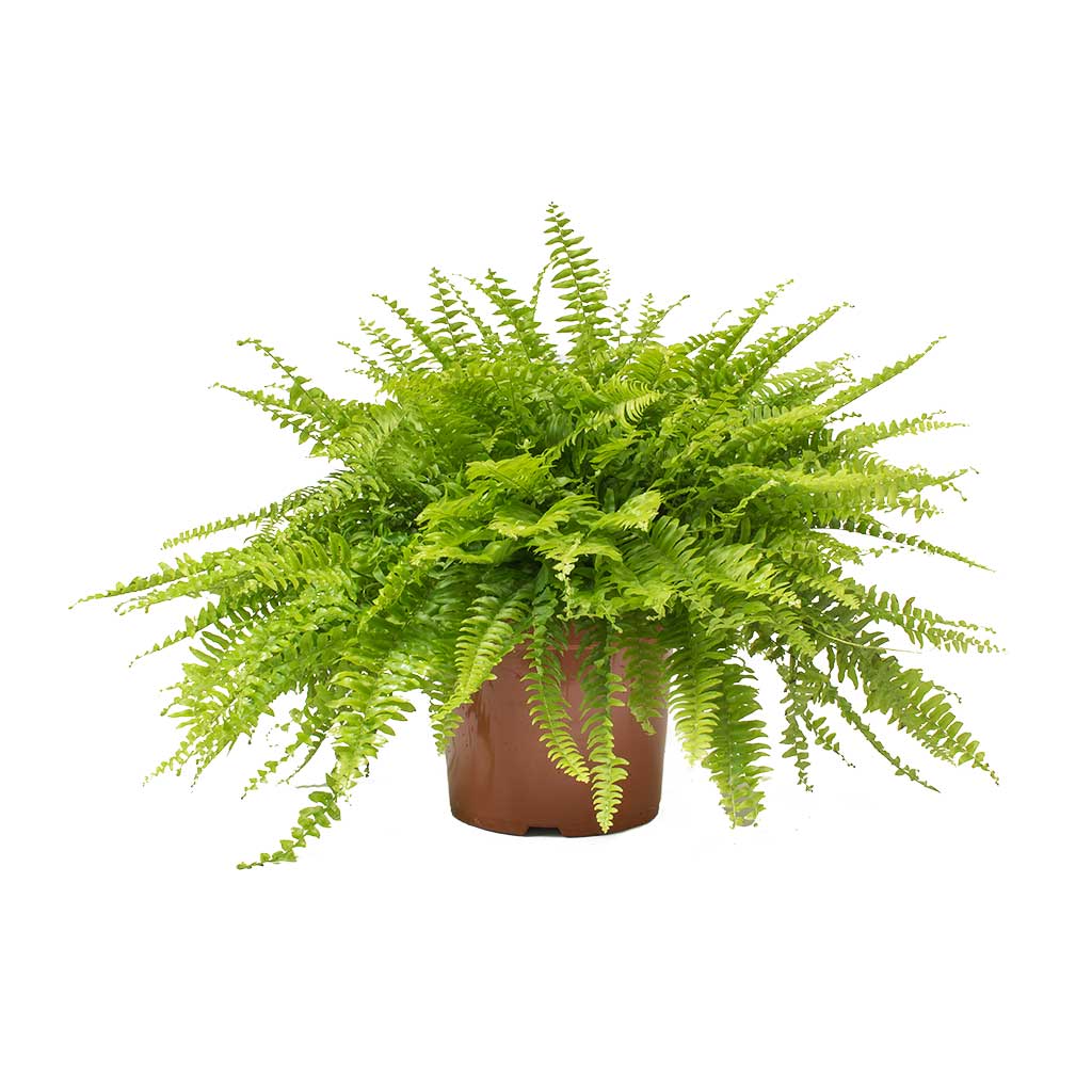 Nephrolepis House Plant