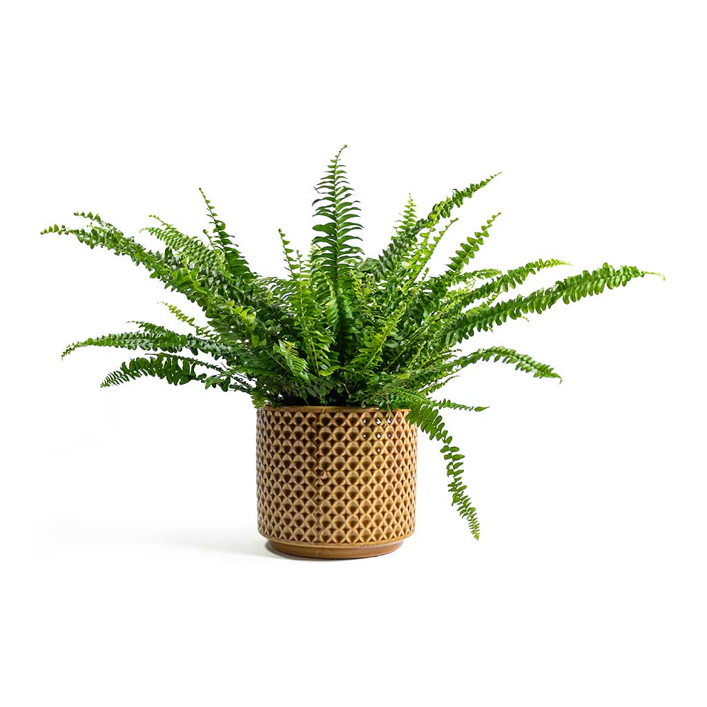 Nephrolepis exaltata Bostoniensis - Boston Fern - Hortology