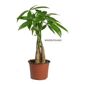 pachira money tree plant