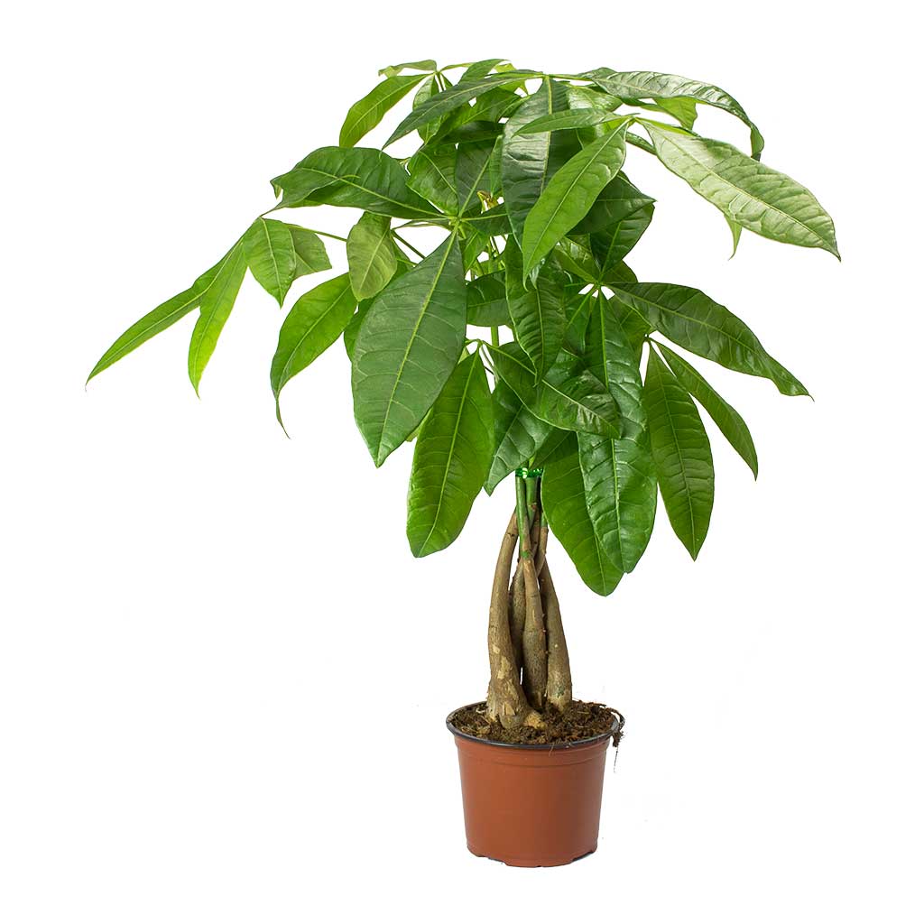 money tree plant name