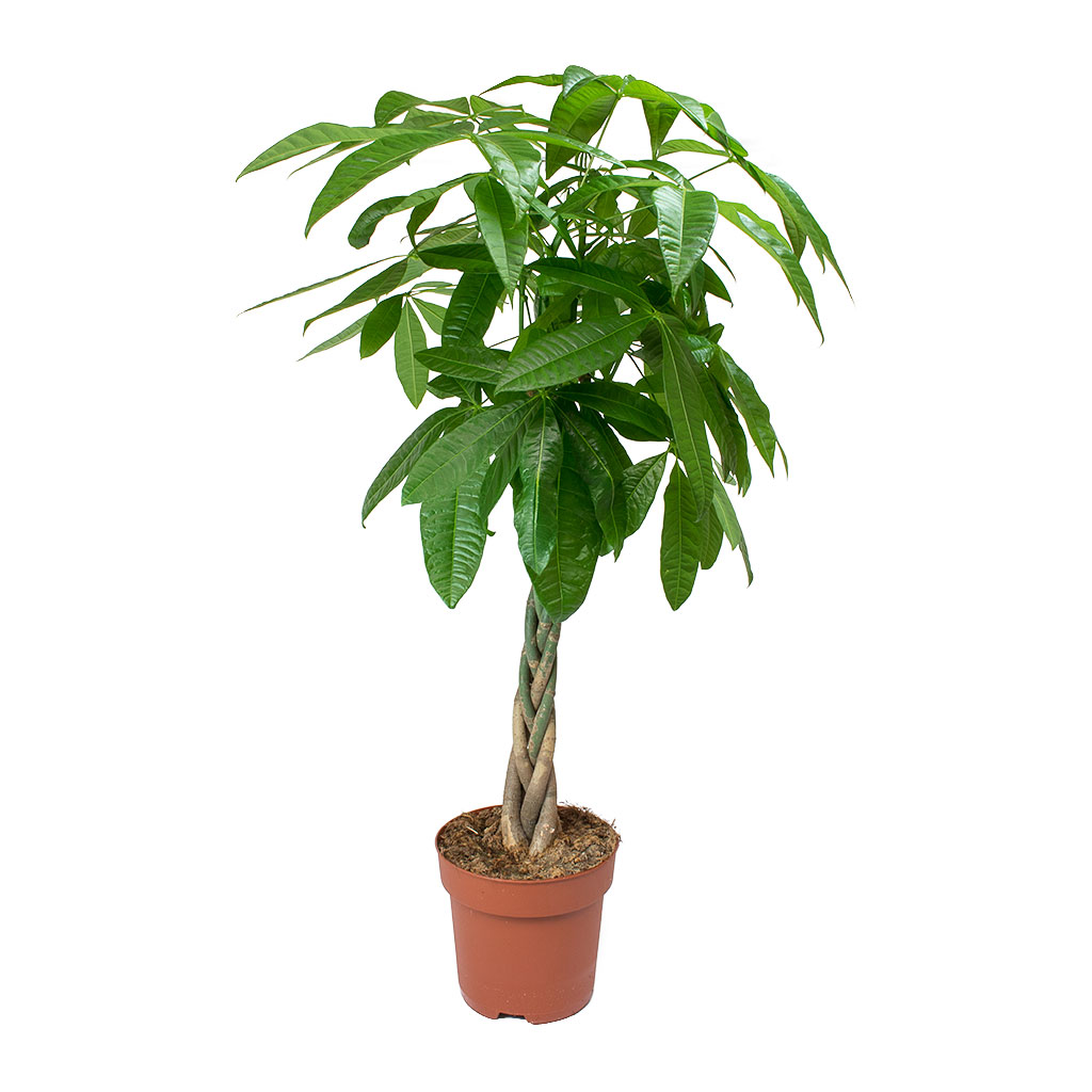 Pachira Aquatica Money Tree Indoor Trees Hortology