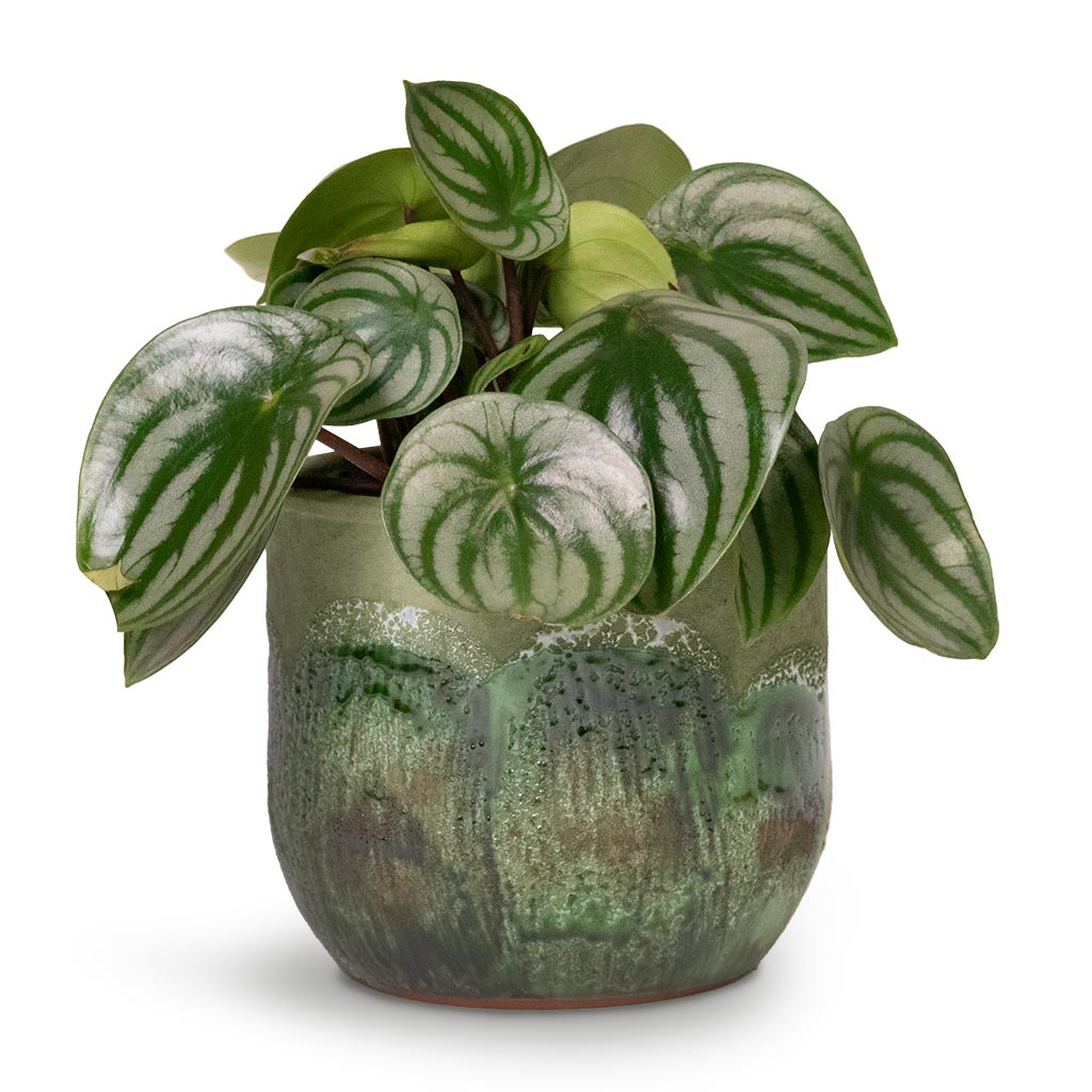 Peperomia argyreia - Watermelon Peperomia - HORTOLOGY product image